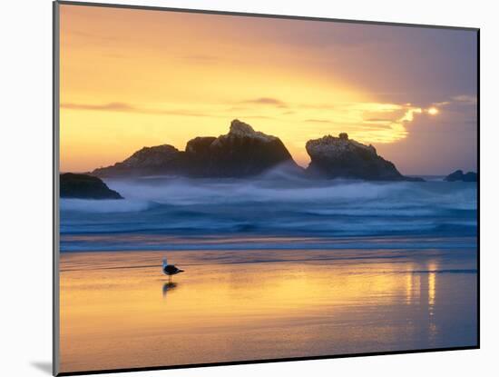 Beach at Sunset with Sea Stacks and Gull, Bandon, Oregon, USA-Nancy Rotenberg-Mounted Photographic Print