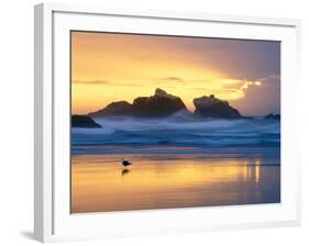 Beach at Sunset with Sea Stacks and Gull, Bandon, Oregon, USA-Nancy Rotenberg-Framed Photographic Print