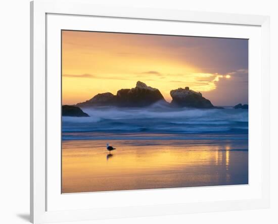 Beach at Sunset with Sea Stacks and Gull, Bandon, Oregon, USA-Nancy Rotenberg-Framed Photographic Print