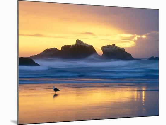 Beach at Sunset with Sea Stacks and Gull, Bandon, Oregon, USA-Nancy Rotenberg-Mounted Photographic Print