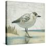 Beach Bird I-James Wiens-Stretched Canvas