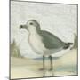 Beach Bird II-James Wiens-Mounted Art Print