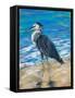 Beach Bird II-Julie DeRice-Framed Stretched Canvas