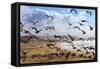 Beach Birds, Half Moon Bay, California Coast-Vincent James-Framed Stretched Canvas