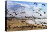 Beach Birds, Half Moon Bay, California Coast-Vincent James-Stretched Canvas