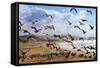 Beach Birds, Half Moon Bay, California Coast-Vincent James-Framed Stretched Canvas