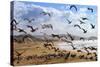 Beach Birds, Half Moon Bay, California Coast-Vincent James-Stretched Canvas