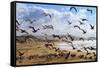 Beach Birds, Half Moon Bay, California Coast-Vincent James-Framed Stretched Canvas