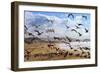 Beach Birds, Half Moon Bay, California Coast-Vincent James-Framed Photographic Print