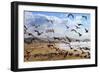 Beach Birds, Half Moon Bay, California Coast-Vincent James-Framed Photographic Print