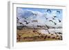 Beach Birds, Half Moon Bay, California Coast-Vincent James-Framed Photographic Print