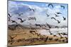 Beach Birds, Half Moon Bay, California Coast-Vincent James-Mounted Photographic Print