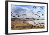 Beach Birds, Half Moon Bay, California Coast-Vincent James-Framed Photographic Print