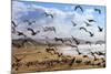 Beach Birds, Half Moon Bay, California Coast-Vincent James-Mounted Photographic Print