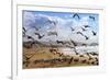 Beach Birds, Half Moon Bay, California Coast-Vincent James-Framed Photographic Print