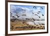 Beach Birds, Half Moon Bay, California Coast-Vincent James-Framed Photographic Print