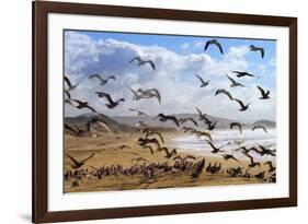 Beach Birds, Half Moon Bay, California Coast-Vincent James-Framed Photographic Print