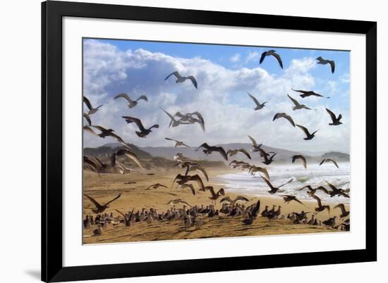 Beach Birds, Half Moon Bay, California Coast-Vincent James-Framed Photographic Print