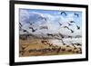 Beach Birds, Half Moon Bay, California Coast-Vincent James-Framed Photographic Print