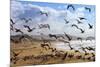Beach Birds, Half Moon Bay, California Coast-Vincent James-Mounted Photographic Print