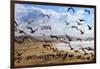 Beach Birds, Half Moon Bay, California Coast-Vincent James-Framed Photographic Print