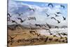 Beach Birds, Half Moon Bay, California Coast-Vincent James-Stretched Canvas