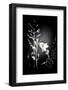 Beach Bluebell III-Lynne Douglas-Framed Photographic Print