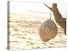 Beach Cafe Written on a Coconut on Gili Trawangan, Gili Isles Archipelago, Indonesia-Matthew Williams-Ellis-Stretched Canvas