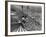 Beach Crowds as Seen from the Parachute Jump at Steeple Park, Coney Island, NY, 1950-null-Framed Photo