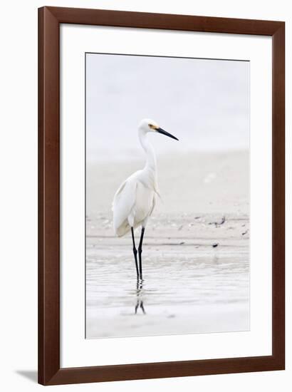 Beach Egret-Wink Gaines-Framed Giclee Print