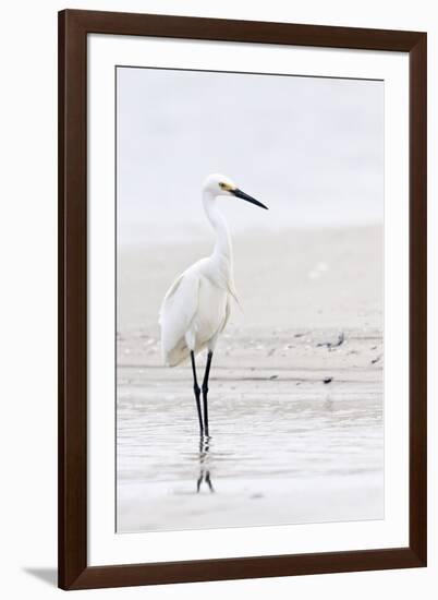 Beach Egret-Wink Gaines-Framed Giclee Print