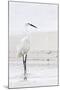 Beach Egret-Wink Gaines-Mounted Giclee Print
