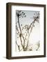 Beach flowers_001-1x Studio III-Framed Photographic Print