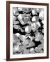 Beach Foliage Series C-Jeff Pica-Framed Photographic Print