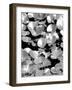 Beach Foliage Series C-Jeff Pica-Framed Photographic Print