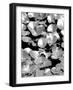 Beach Foliage Series C-Jeff Pica-Framed Photographic Print