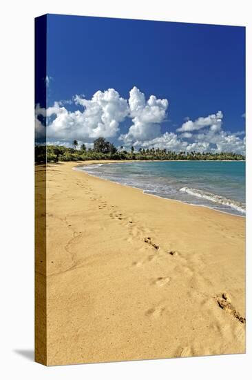 Beach Footprints, Loisa, Puerto Rico-George Oze-Stretched Canvas