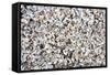 Beach Full of Zebra Mussel Shells-soupstock-Framed Stretched Canvas