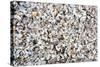 Beach Full of Zebra Mussel Shells-soupstock-Stretched Canvas