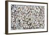 Beach Full of Zebra Mussel Shells-soupstock-Framed Photographic Print