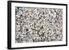 Beach Full of Zebra Mussel Shells-soupstock-Framed Photographic Print