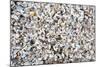 Beach Full of Zebra Mussel Shells-soupstock-Mounted Photographic Print