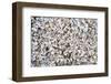 Beach Full of Zebra Mussel Shells-soupstock-Framed Photographic Print