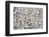 Beach Full of Zebra Mussel Shells-soupstock-Framed Photographic Print