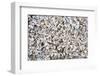 Beach Full of Zebra Mussel Shells-soupstock-Framed Photographic Print