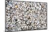 Beach Full of Zebra Mussel Shells-soupstock-Mounted Photographic Print