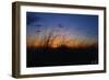 Beach Grass Colors-5fishcreative-Framed Giclee Print