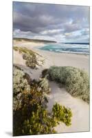 Beach, Hanson Bay, Kangaroo Island, Australia-Martin Zwick-Mounted Premium Photographic Print