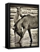Beach Horses I-David Drost-Framed Stretched Canvas