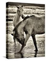 Beach Horses I-David Drost-Stretched Canvas